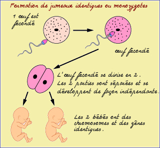 formation de jumeaux identiques ou monozygotes
