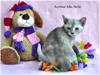burmese bleu tortie