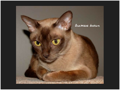 burmese brown