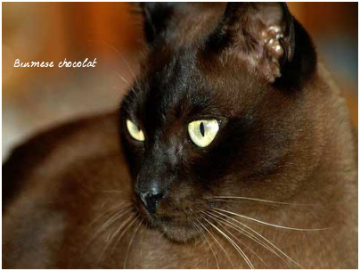 burmese chocolat