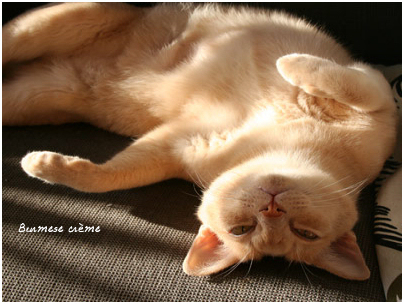 burmese creme