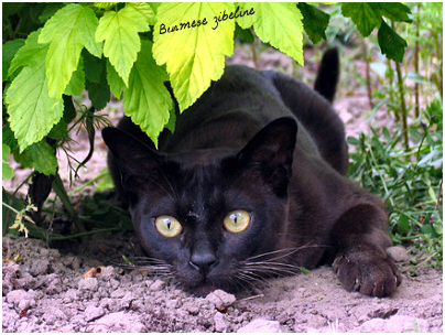 burmese zibeline