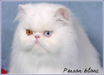persan blanc