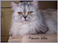 persan bleu