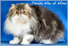 persan bleu et blanc