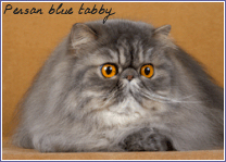persan blue tabby