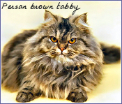 persan brown tabby