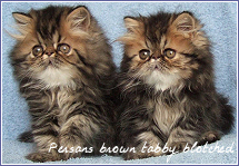 persans brown tabby blotched
