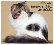 persans brown tabby et blanc
