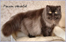 persan chocolat