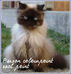 persan colourpoint seal point