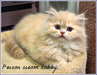 persan cream tabby