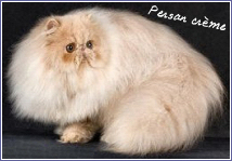 persan crme