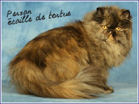 persan caille de tortue
