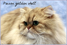 persan golden shell
