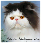 persan harlequin noir