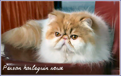 persan harlequin roux