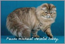 persans mackerel chocolat tabby