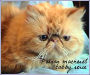 persans mackerel tabby roux