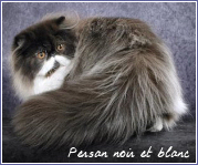 persan noir et blanc