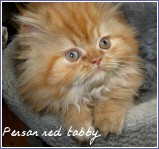 persan red tabby