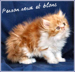 persan roux et blanc