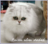 persan silver shaded