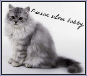 persan silver tabby