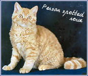 persans spotted roux