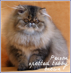 persans spotted tabby brown