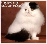 persan van noir et blanc