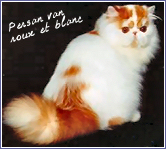 persan van roux et blanc