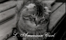 chatterie De Bel