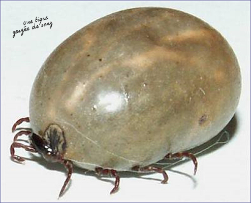 Quaccepter des parasites dans lorganisme le forum
