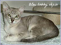 tonkinois bleu tabby spia
