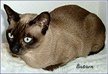 tonkinois brown