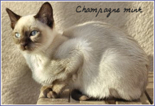 tonkinois champagne mink