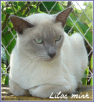 tonkinois lilac mink