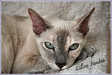 tonkinois lilac tortie