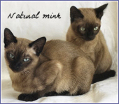 tonkinois natural mink