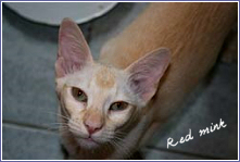 tonkinois red mink