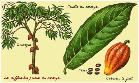 diffrentes parties du cacaoyer