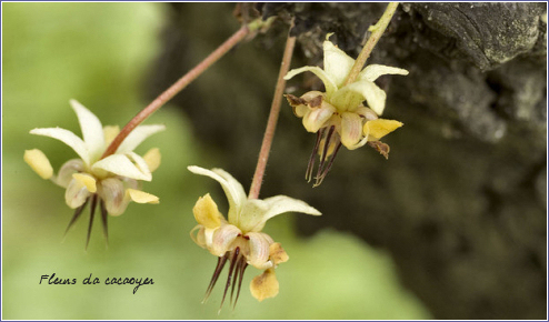 fleurs de cacaoyer