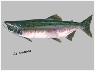 saumon