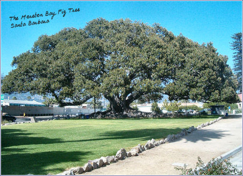the Moreton Bay Fig Tree